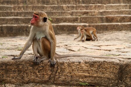 Monkey wild sri lanka photo