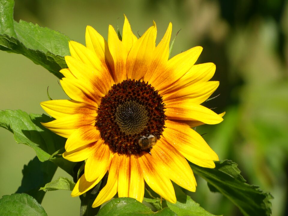 Sunflower bee blossom