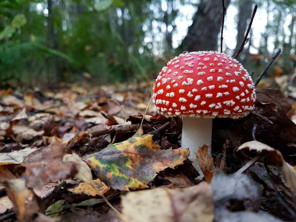 Cap champignon closeup