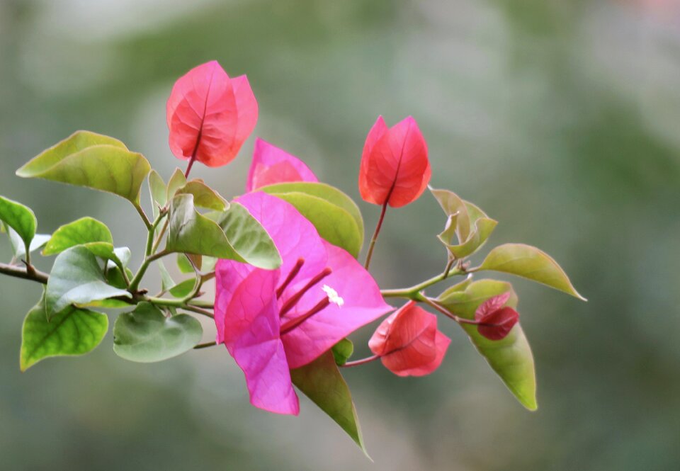 Flower garden petal