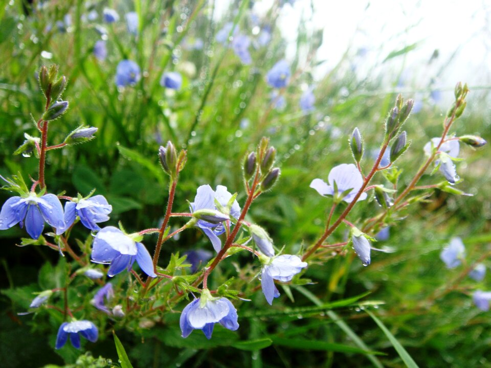 Flower tatry polyana