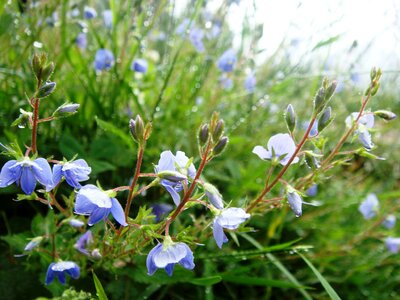 Flower tatry polyana