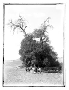 Oak at Tibna LOC matpc.11761