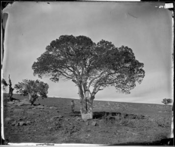 Oak Grove, White Mountains, Sierra Blanca, Arizona. Tree. - NARA - 524297