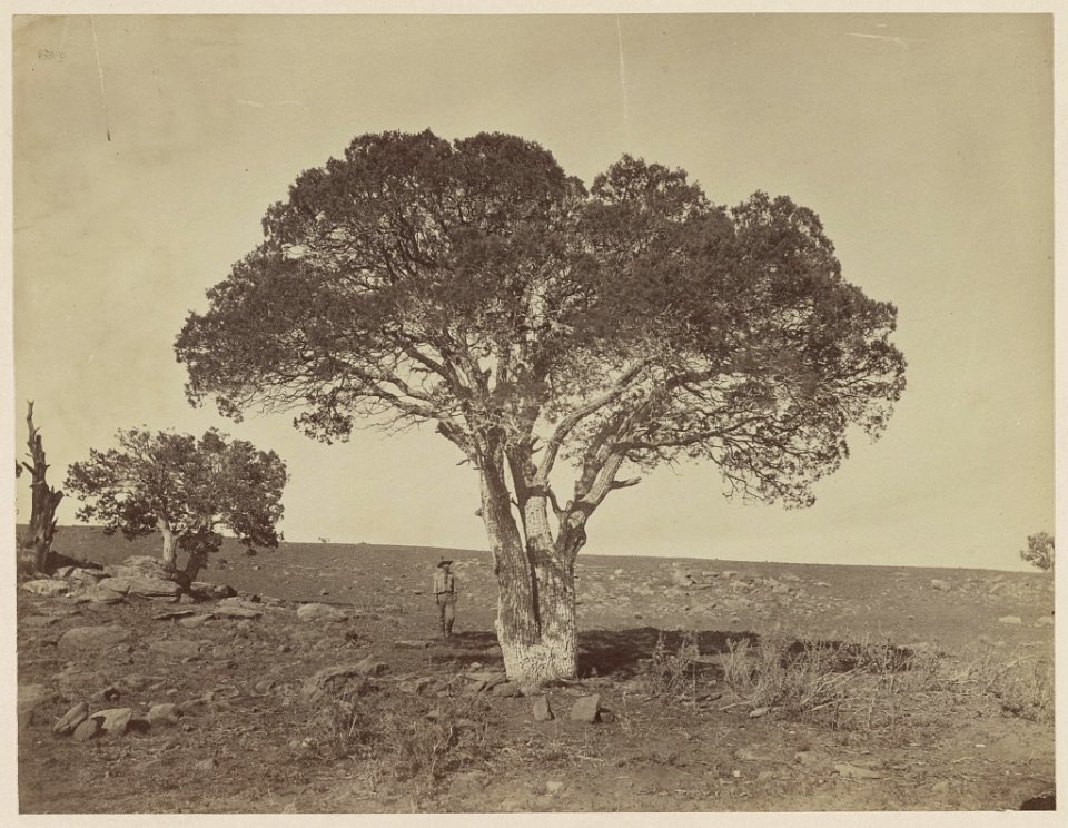 Oak grove, White Mountains, Sierra Blanca, Arizona, tree, 1873 LCCN2007684830