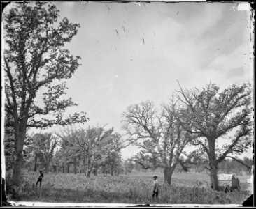 OAK GROVE WHITE MOUNTAINS, SIERRA BLANCA, ARIZONA - NARA - 524258