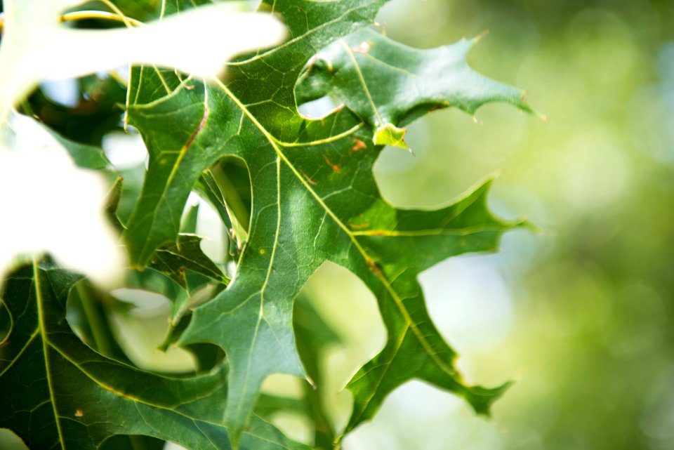 Oak Tree (19672624903)