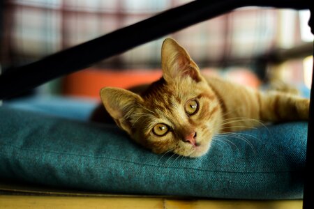 Cute portrait eyes