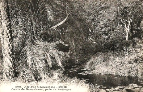 Oasis de Sangalcam, près de Rufisque (AOF)
