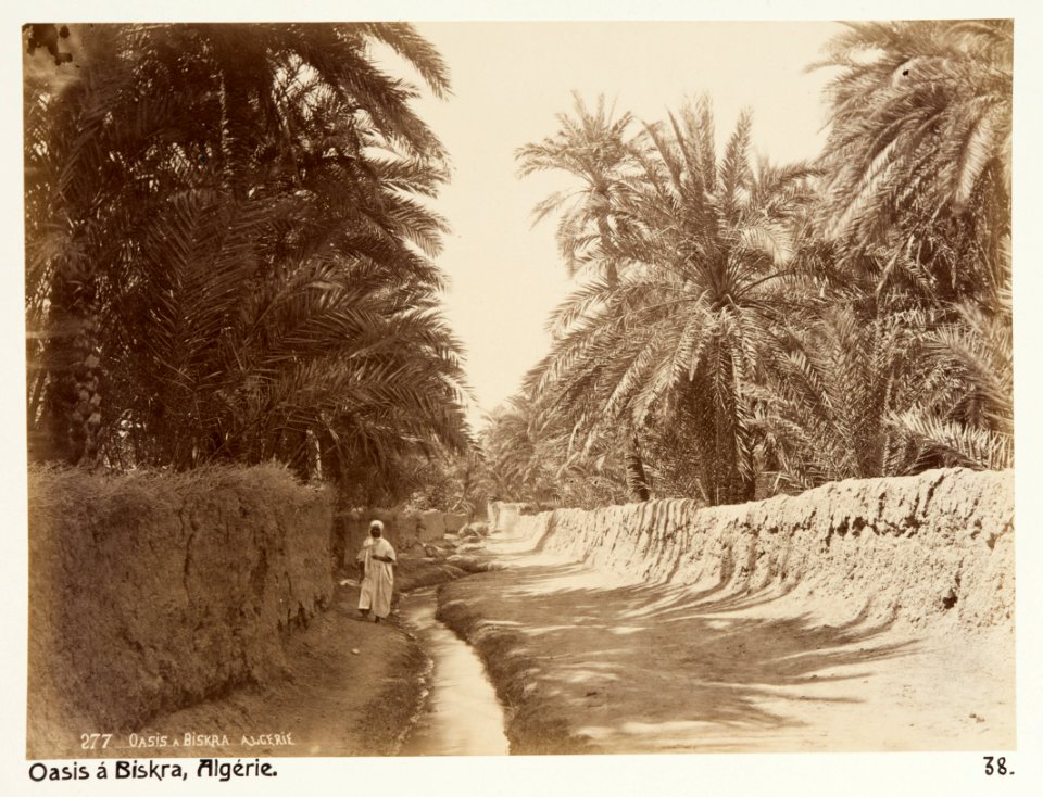 Oas i Biskra, Algeriet - Hallwylska museet - 107939