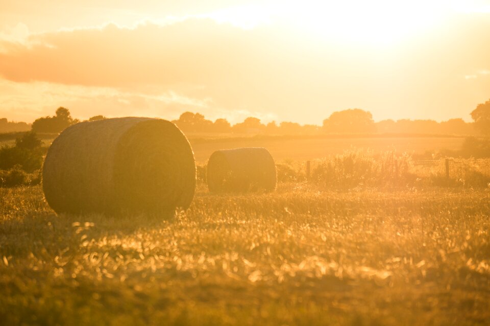 Agriculture grass sunshine