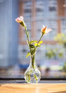 Vase potted plant pink flower