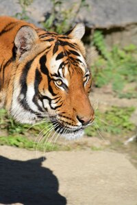 Animal cat tiger photo