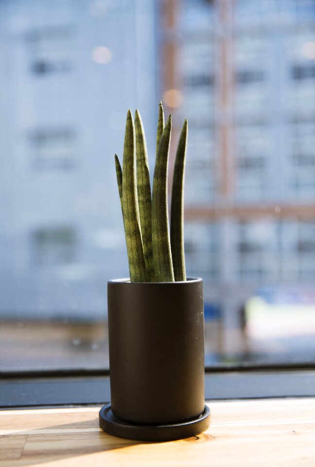 Plants thorn potted plant