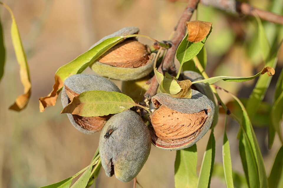 Almond tree agriculture fruit