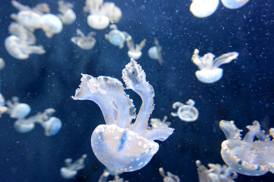 Ocean underwater blue