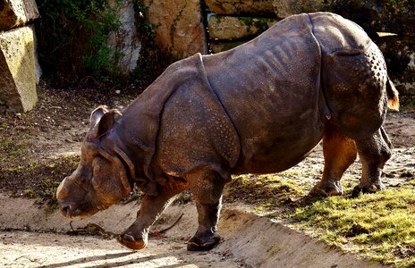 Pachyderm rhinoceros zoo