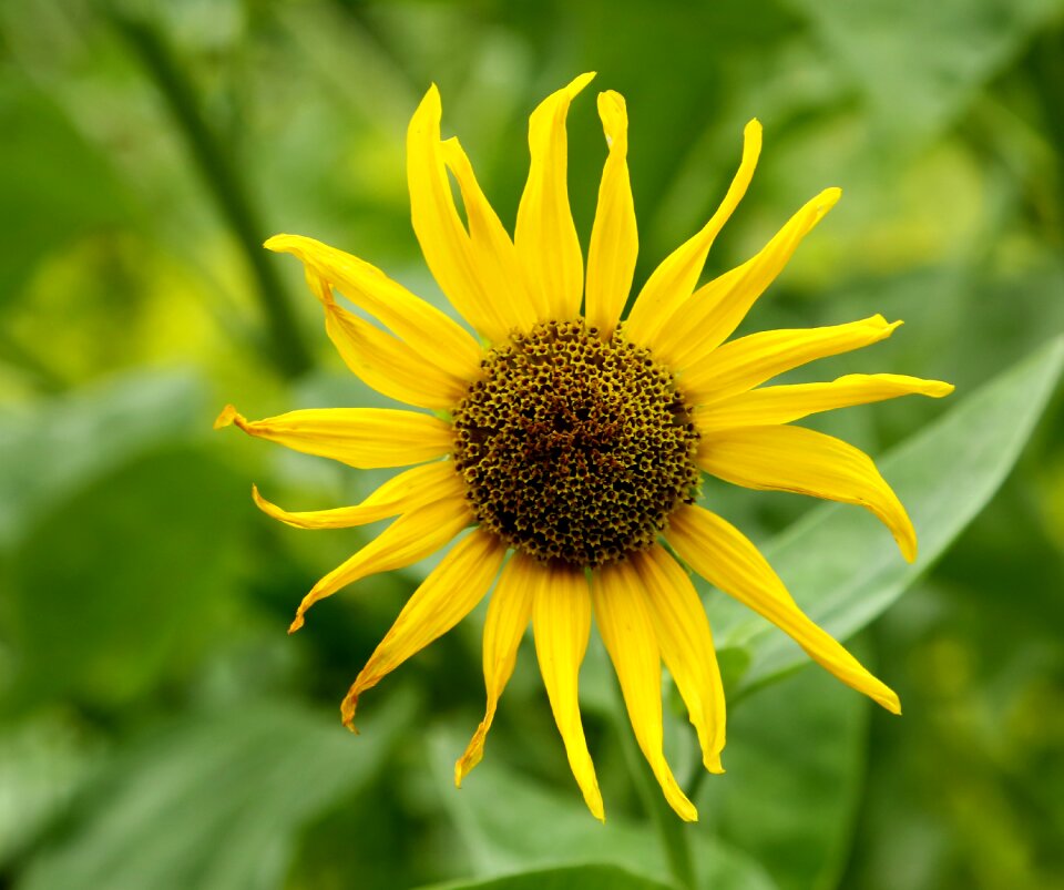Flower sunflower green sunflower