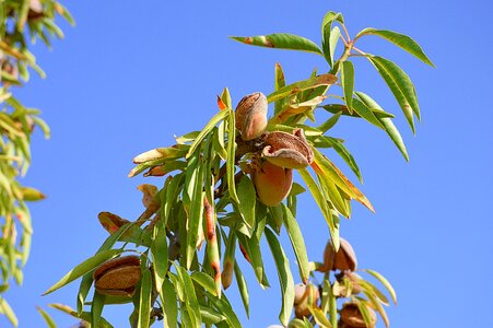Fruit dried fruits cultivation