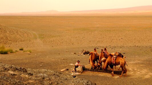 Desert human camel photo
