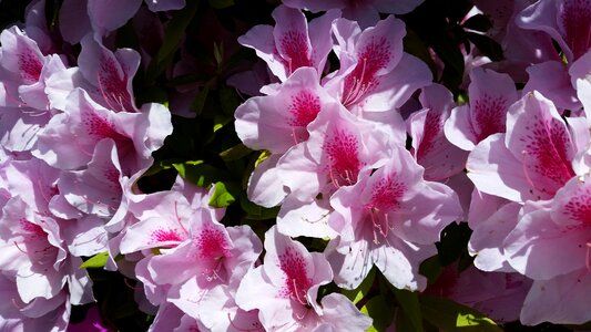Shrub garden nature
