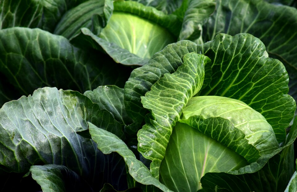 Kohl vegetables vegetable growing