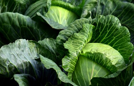 Kohl vegetables vegetable growing