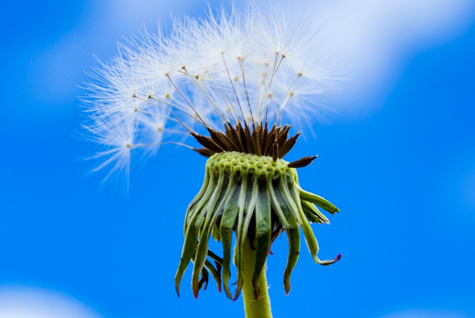 Taraxacum plant flower
