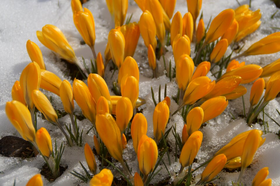 Leaf crocus frühlingsanfang photo