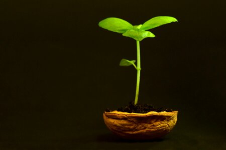 Nature growth tender