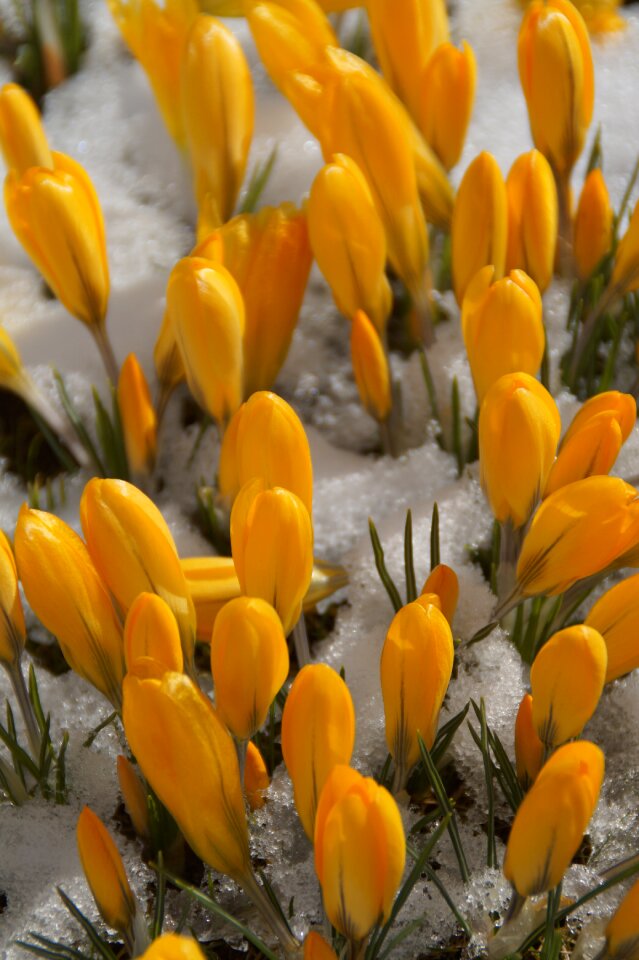 Leaf crocus frühlingsanfang photo