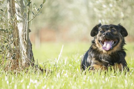 Animal field mammal