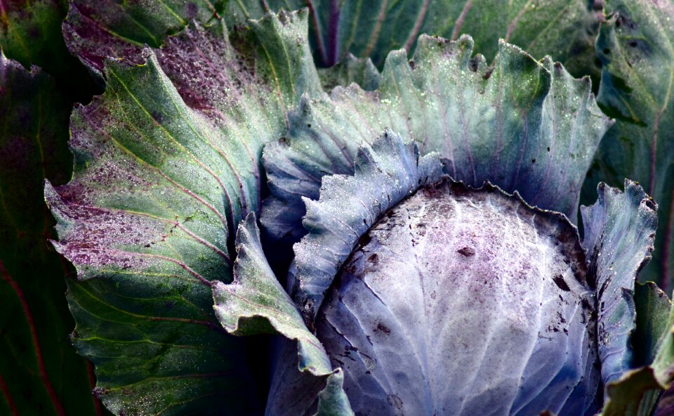 Food vegetables violet