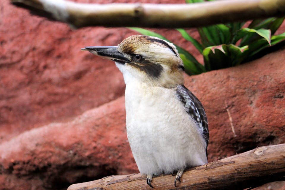 Memphis zoo tropical