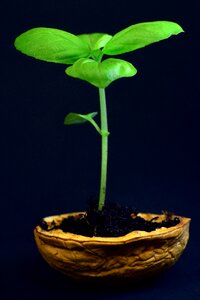Nature growth tender