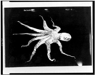 Octopus LCCN92513412
