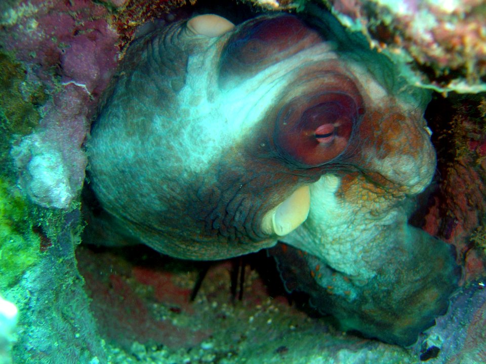 Octopus on Guam showing eyes and outflow siphons (reef111253982)