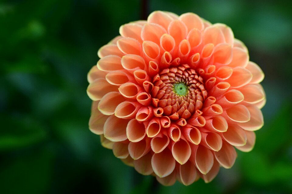 Blossom bloom flower