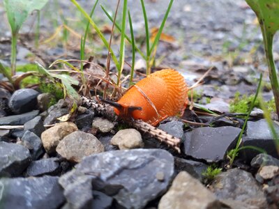 Snail orange steinchen