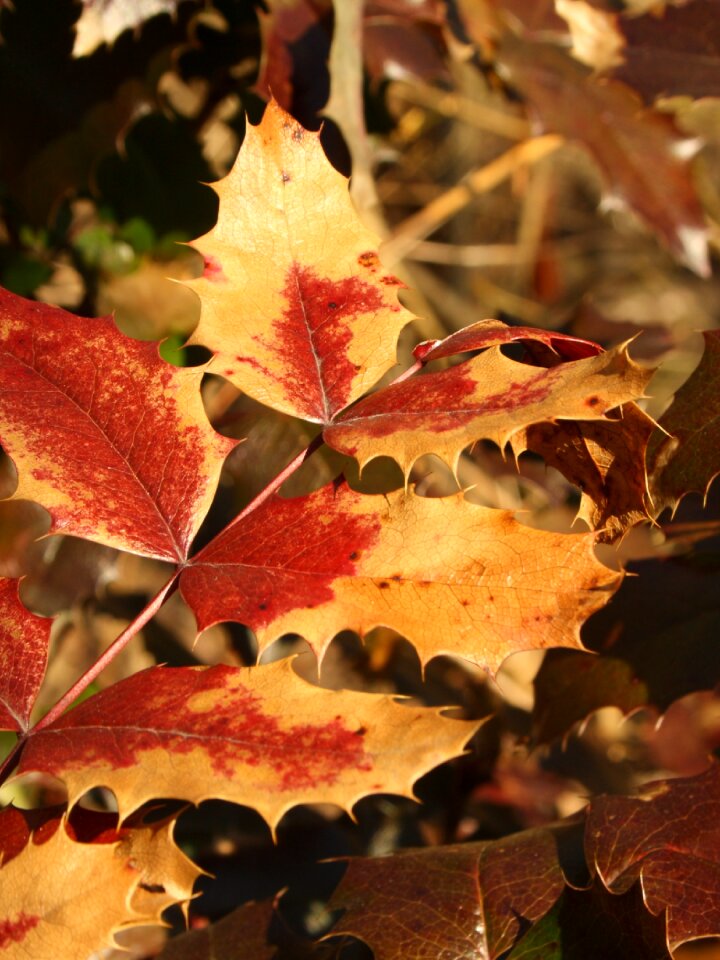 Fall yellow brown