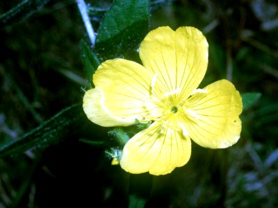 Oenothera pilosella NRCS-02