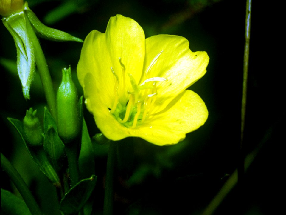 Oenothera biennis NRCS-1
