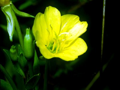 Oenothera biennis NRCS-1
