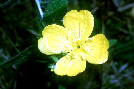 Oenothera pilosella NRCS-01