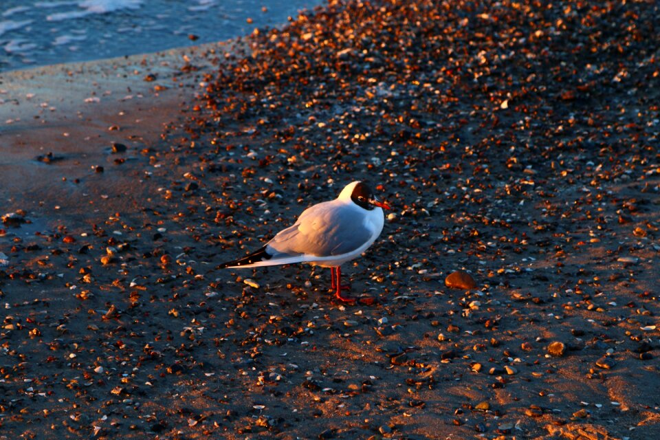 Sea nature beach water