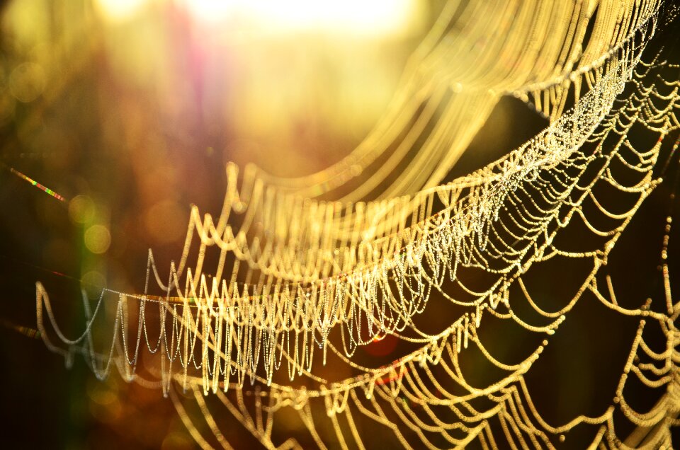In the morning sunlight backlight
