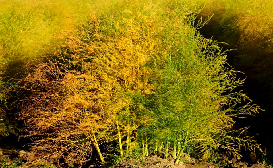 Branches yellow discoloration