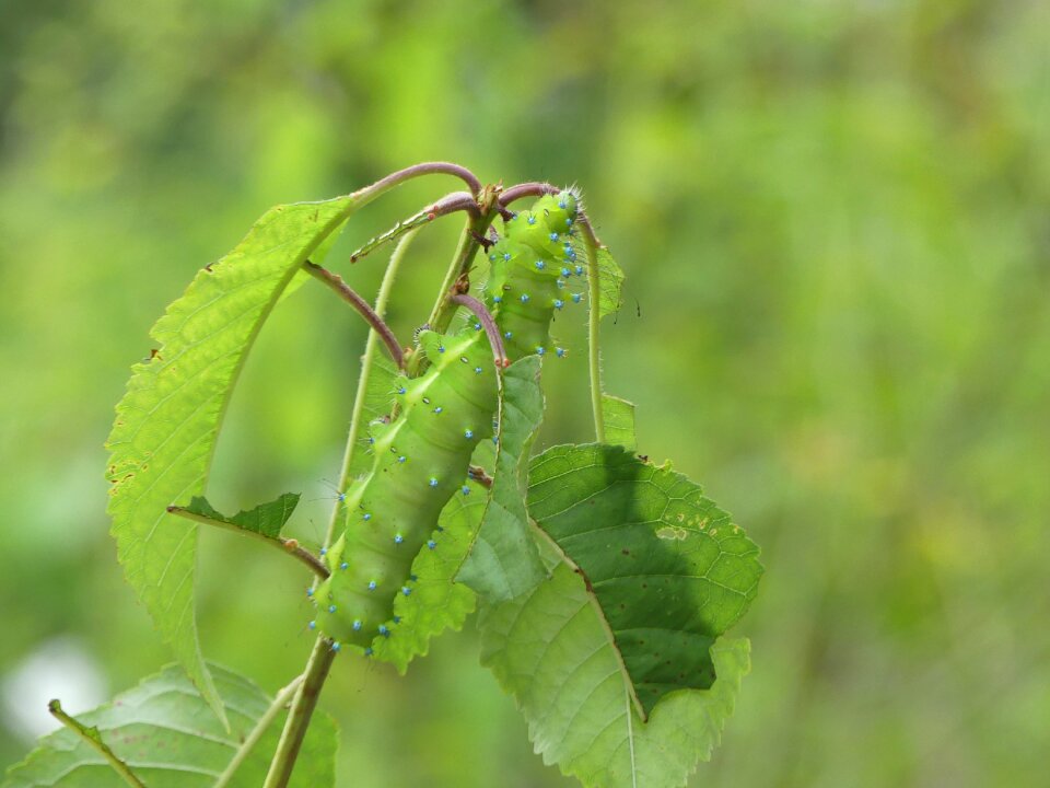 Moth wiener nachtpfauenauge butterfly