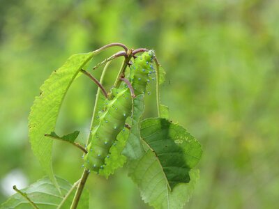 Moth wiener nachtpfauenauge butterfly
