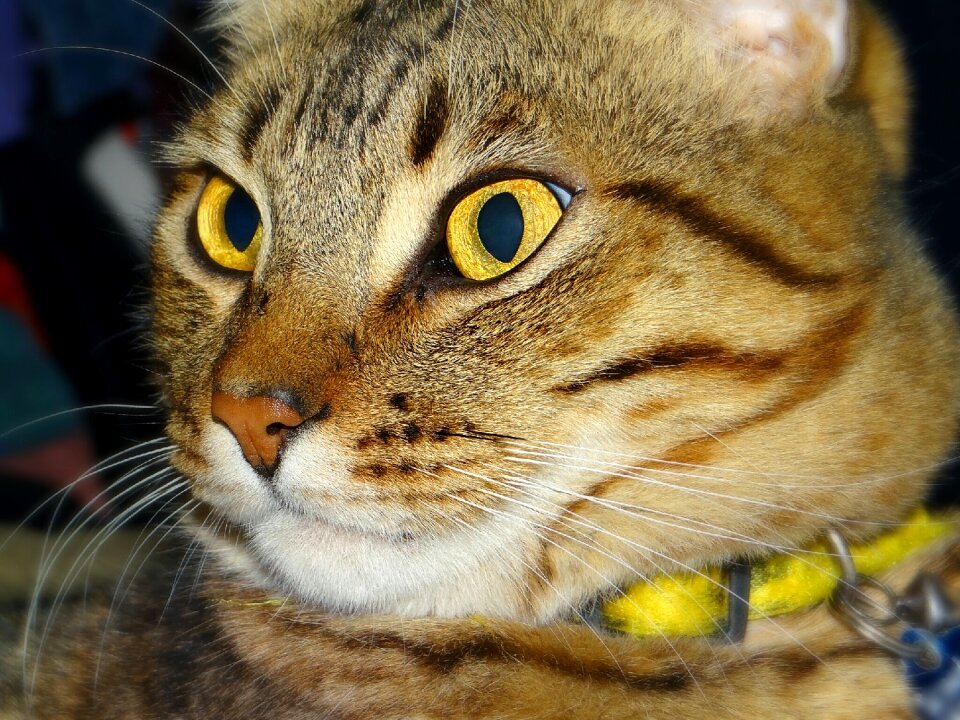 Portrait pet feline
